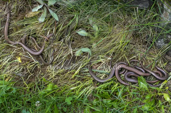 Fokus-Natur Bild