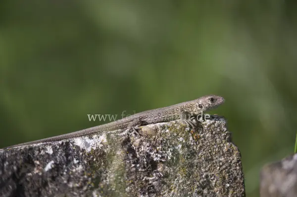 Fokus-Natur Bild