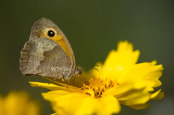 Fokus-Natur Bild
