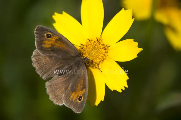 Fokus-Natur Bild