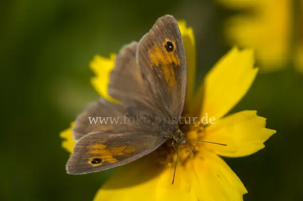 Fokus-Natur Bild