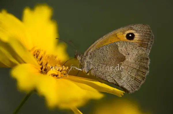 Fokus-Natur Bild