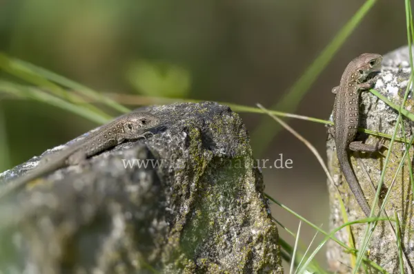 Fokus-Natur Bild
