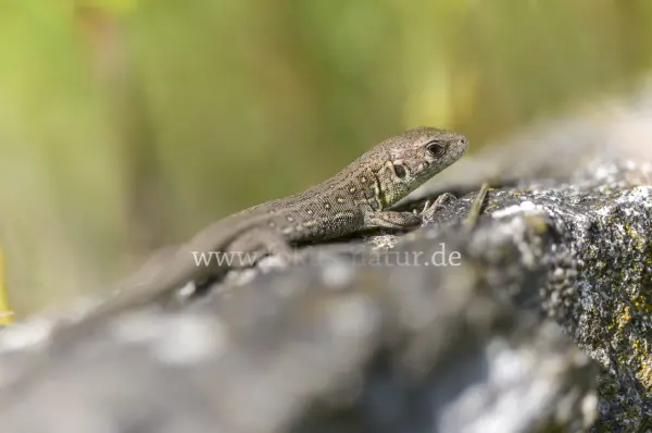 Fokus-Natur Bild