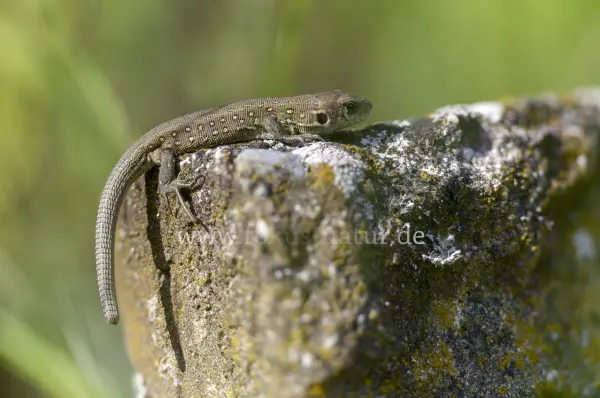 Fokus-Natur Bild