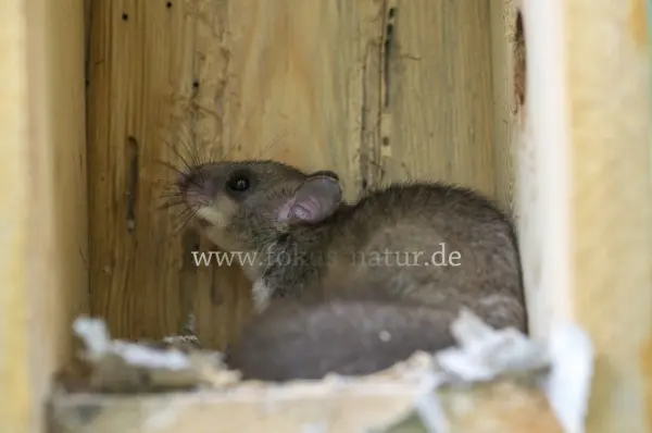 Fokus-Natur Bild