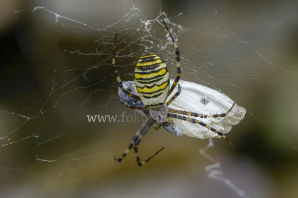 Fokus-Natur Bild