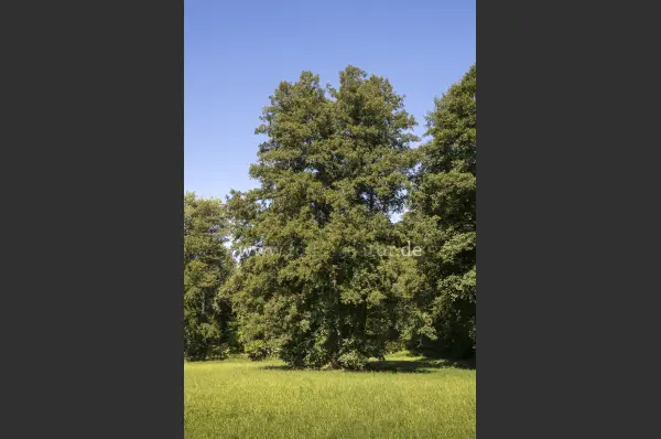 Fokus-Natur Bild