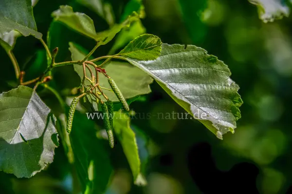 Fokus-Natur Bild