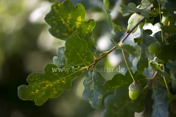 Fokus-Natur Bild
