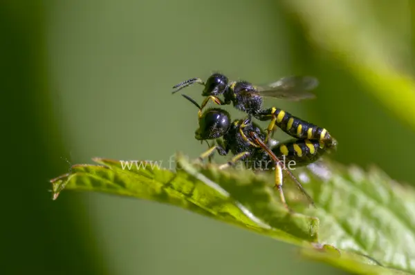 Fokus-Natur Bild