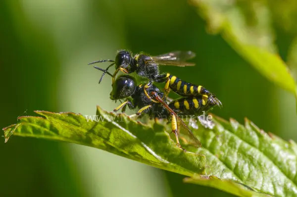 Fokus-Natur Bild