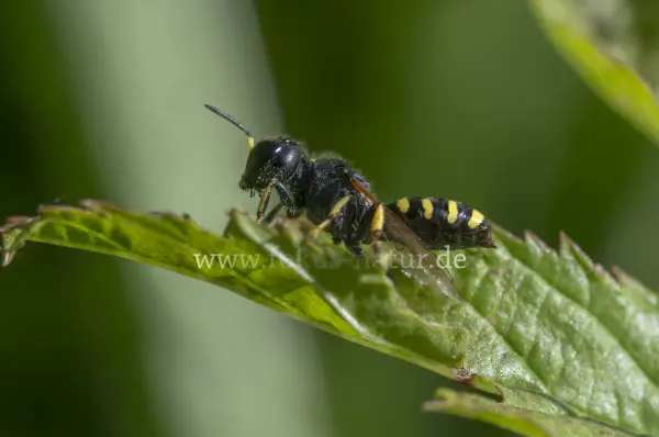 Fokus-Natur Bild