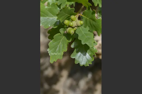 Fokus-Natur Bild