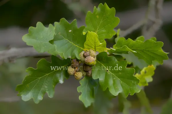 Fokus-Natur Bild