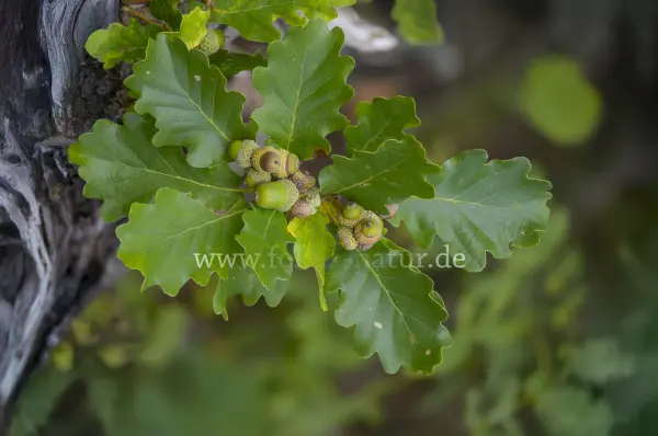 Fokus-Natur Bild
