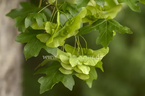 Fokus-Natur Bild