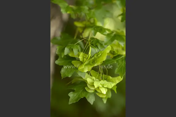 Fokus-Natur Bild