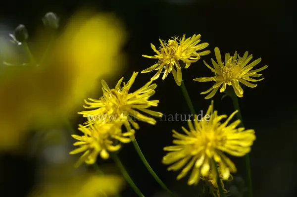 Fokus-Natur Bild