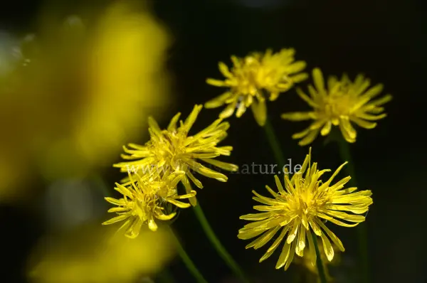 Fokus-Natur Bild