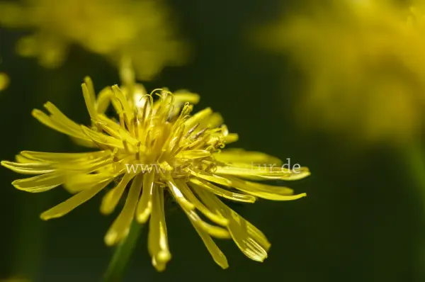 Fokus-Natur Bild