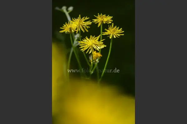 Fokus-Natur Bild