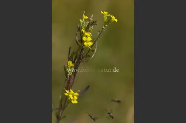 Fokus-Natur Bild