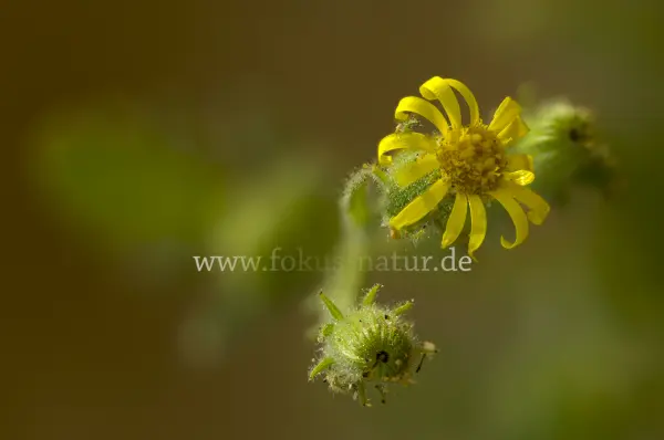 Fokus-Natur Bild