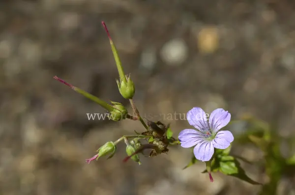 Fokus-Natur Bild
