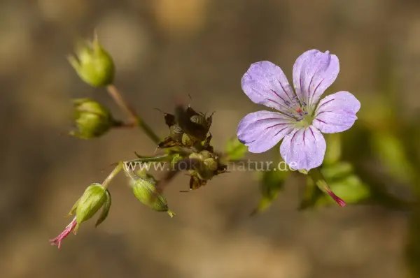 Fokus-Natur Bild