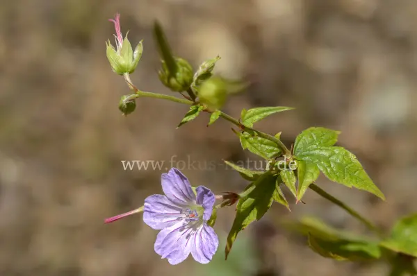 Fokus-Natur Bild
