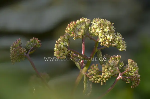 Fokus-Natur Bild