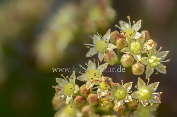 Fokus-Natur Bild