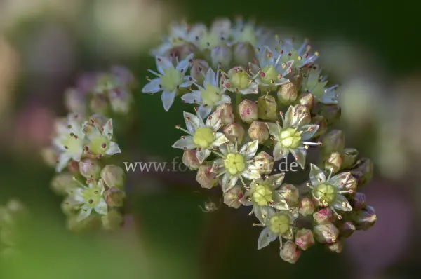 Fokus-Natur Bild