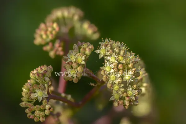 Fokus-Natur Bild