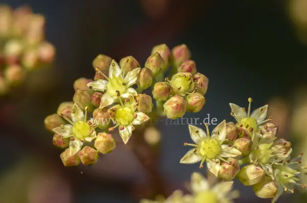 Fokus-Natur Bild