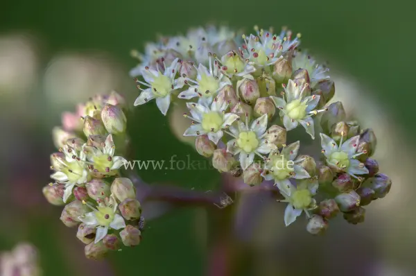 Fokus-Natur Bild