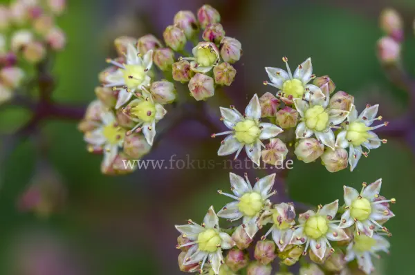 Fokus-Natur Bild