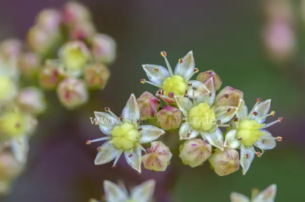 Fokus-Natur Bild