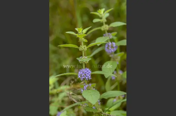Fokus-Natur Bild