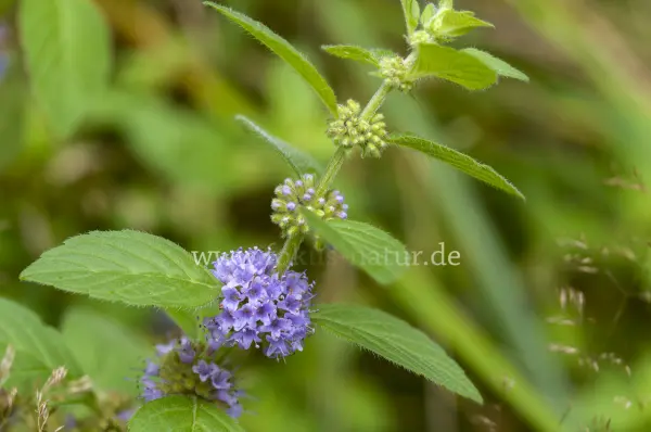 Fokus-Natur Bild