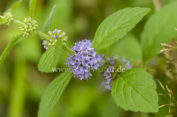 Fokus-Natur Bild