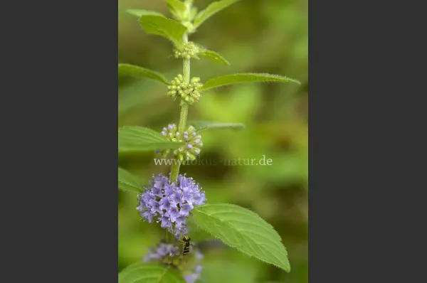 Fokus-Natur Bild