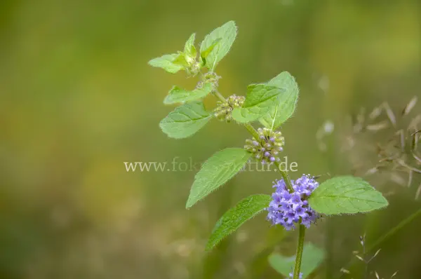 Fokus-Natur Bild