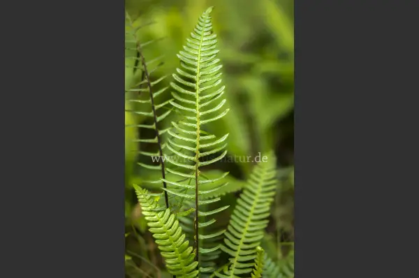 Fokus-Natur Bild