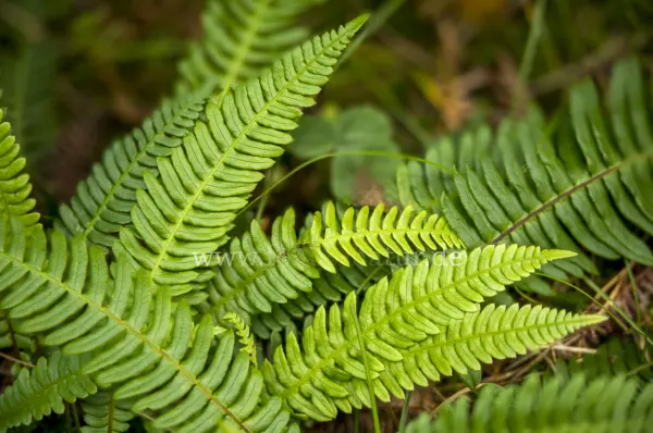 Fokus-Natur Bild
