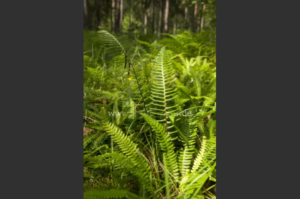 Fokus-Natur Bild
