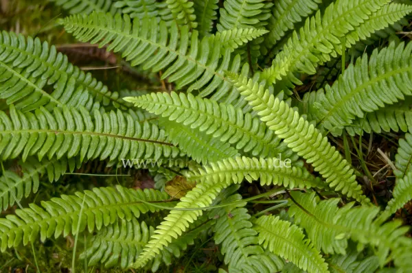 Fokus-Natur Bild