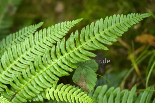 Fokus-Natur Bild