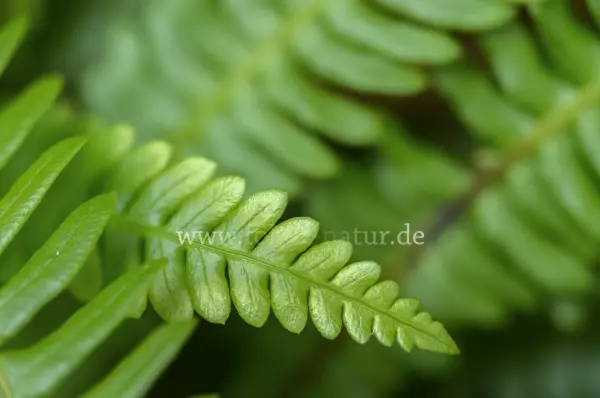 Fokus-Natur Bild